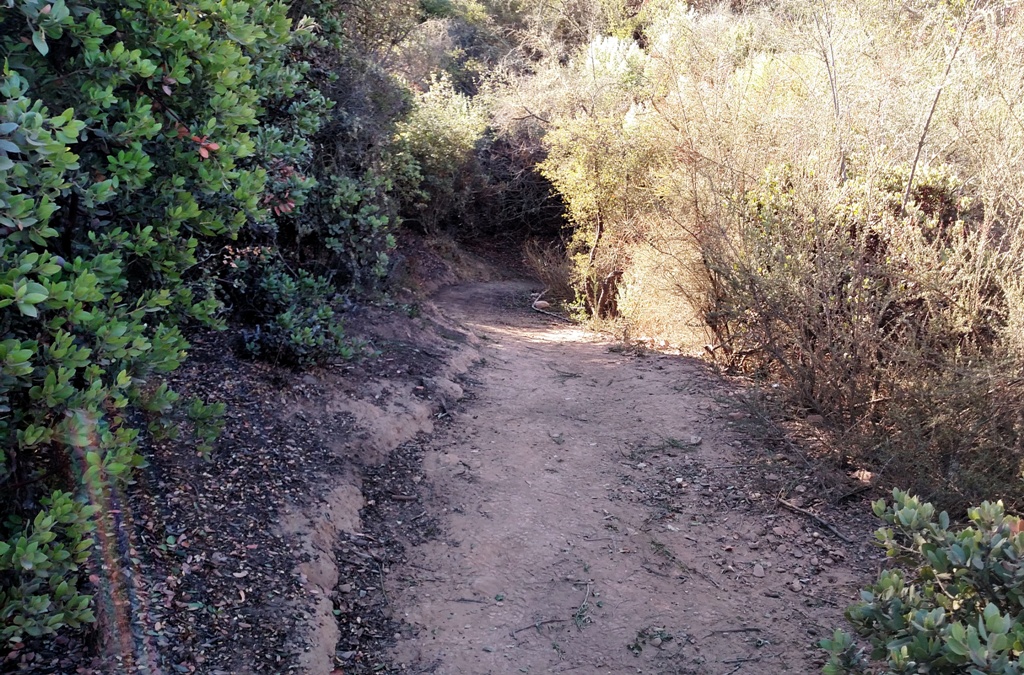 The trail after being cleared.